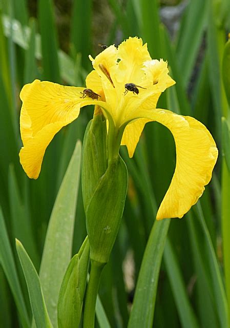 Yellow Flag Iris Pseudacorus Anne Burgess Geograph Britain And