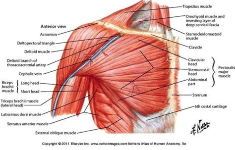 Superficial layer with deltoid, trapezius, pectoralis major and. shoulder muscle anatomy - Google Search | Workout ...