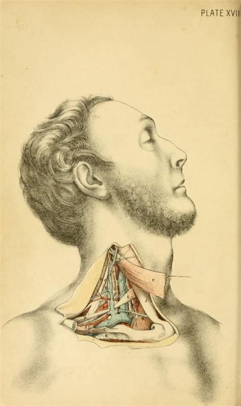 Illustrations Of Dissections Illustration Human Body Representation