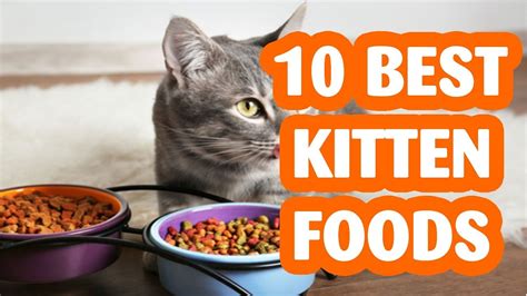 We researched the best wet foods so you can pick the right one for your feline. 10 best kitten foods/The best kitten food of 2019 - YouTube