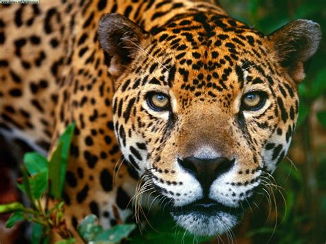 Jaguars Brazil Wildlife Animals Wallpaper 1680x1260 972691