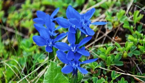 Blue Flower Weed In Lawn And How To Get Rid Of Them