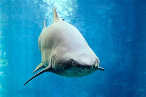El tiburón toro es una especie de tiburón que se conoce por diferentes nombres. TIBURÓN TORO: Características, Qué come, Dónde vive...