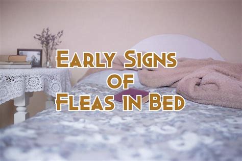 9 Early Signs Of Fleas In Bed And How To Get Rid Of Them