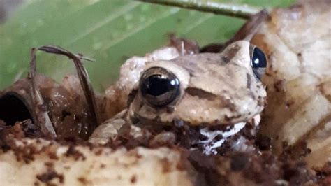 Exotic Frog Found In Bunch Of Bananas In Wales After Remarkable 5000