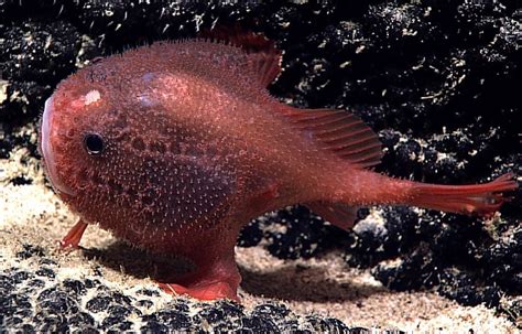 10 Mysterious Creepy Deep Sea Creatures Reckon Talk