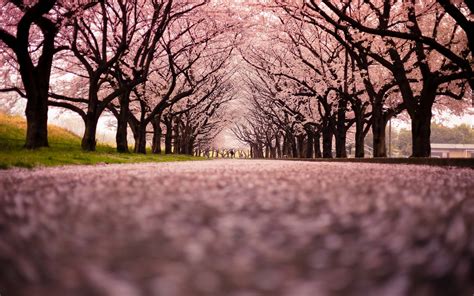 Cherry Blossom Backgrounds Wallpaper Cave