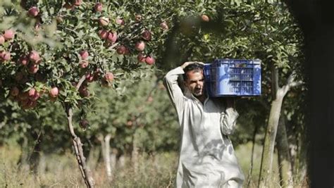 Photos Apple Harvesting Begins In Kashmirs Orchards Hindustan Times