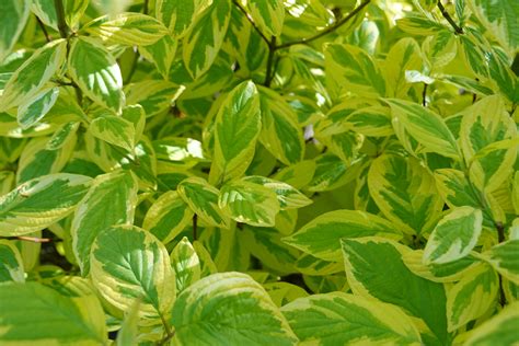 13 Best Shrubs To Grow In Shade Global Gardening Secrets