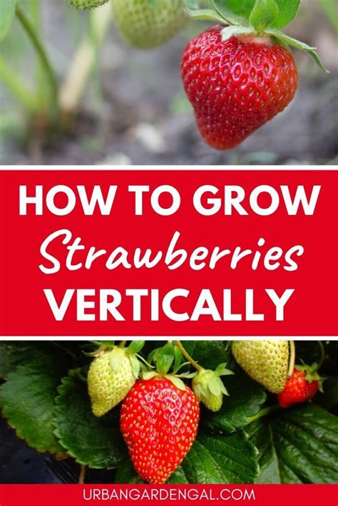 How To Grow Strawberries Vertically Vertical Garden Growing