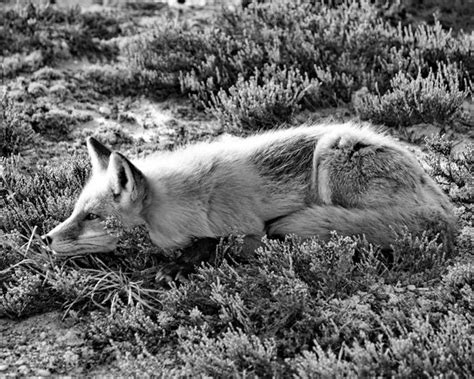 Black And White Fox Photograph Wildlife Photography Animal Etsy