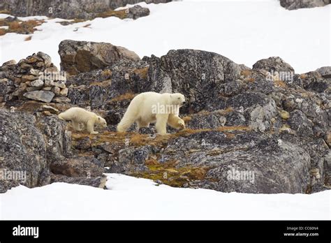 Polar Bear Mother And 6 Month Old Cub In Snowy Landscape In Arctic