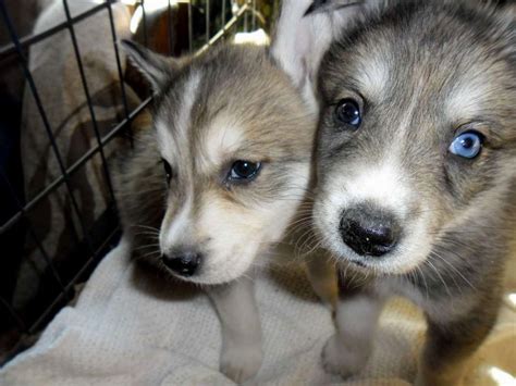 Husky Wolf Mix Puppies