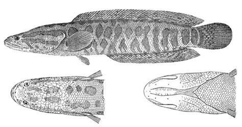 Virginia Tech Ichthyology Class Northern Snakehead Expanding Range