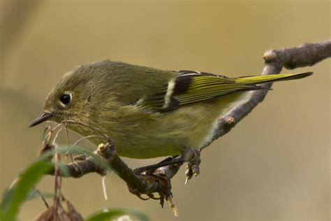 Ruby Crowned This Here Is A Female Ruby Crowned Kinglet We Flickr