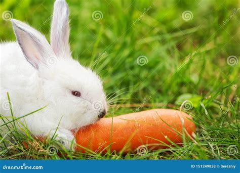Cute Fluffy Rabbit Eating Carrot Outdoors Stock Photo Image Of Funny