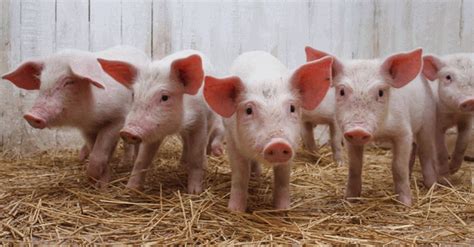 Manual De Produccion De Cerdos Cría Y Engorda Agroproyectos