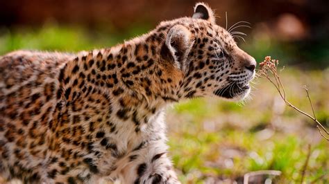 Animals Nature Jaguars Wallpapers Hd Desktop And