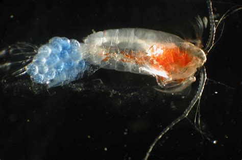 How Some Tiny Plankton Can Literally Jump Out Of Water Fish Care Weird Sea Creatures Goby Fish