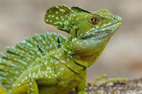 Green Basilisk Lizard Costa Rica With Images Colorful Lizards