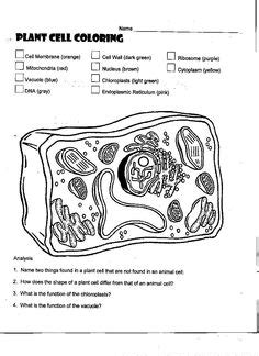 Blank Plant Cell Worksheet Shefalitayal