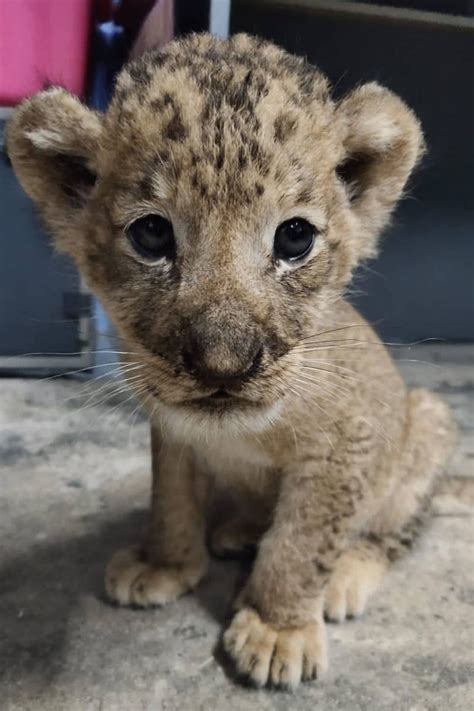Newborn Lion Cub Warmly Welcomed In Singapore Zoo