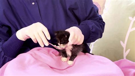 Orphaned Kitten Care How To Videos Giving Orphaned Kittens Probiotics Youtube