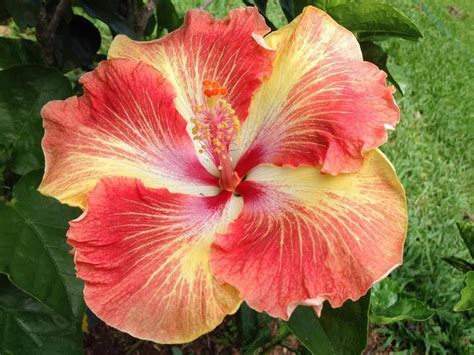 Tahitian Carnival Hibiscus Hibiscus Plant Hibiscus Rosa Sinensis