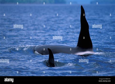 Canada North America America Killer Whale Orcinus Orca Orca Gwaii