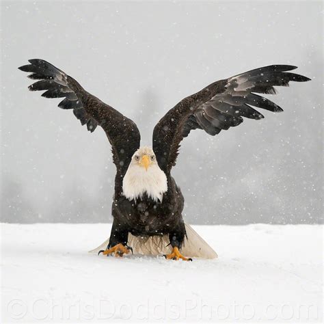Bald Eagle Photography Workshop — Nature Photography Blog