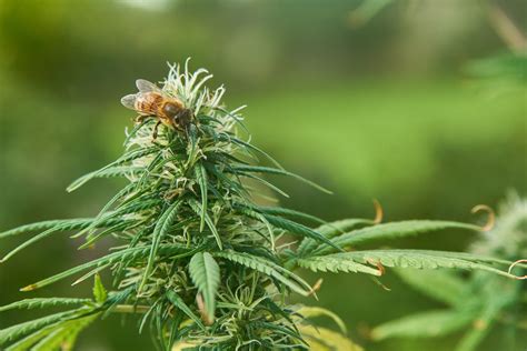 How To Make Cannabis Infused Honey Weedseedshop