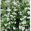 Flowering Bushes For Shade In Georgia  8 Best Fast Growing Evergreen