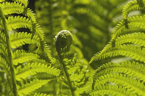 How To Grow And Care For Ostrich Ferns