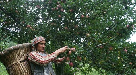 As Kashmir Apple Growers Face Uncertainty Mha Promises Central