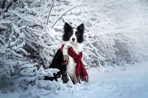 Border Collie Dog Pet Scarf Snow Winter Wallpaper Resolution