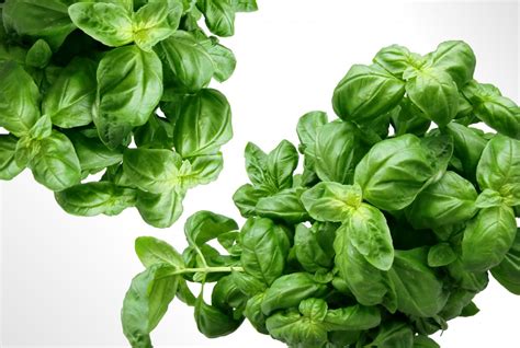 Free Images Plant Food Green Ingredient Herb Produce Natural