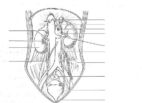 Print Exercise 40: Anatomy of the Urinary System flashcards | Easy