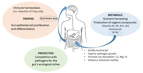 Functions Of The Gut Microbiome The Holobiont