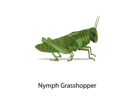 Adorable Grasshopper Clipart World My Xxx Hot Girl