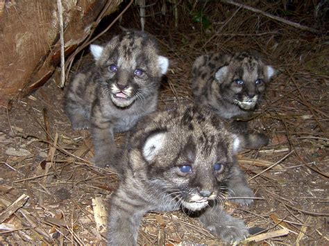 Florida Panther Kittens