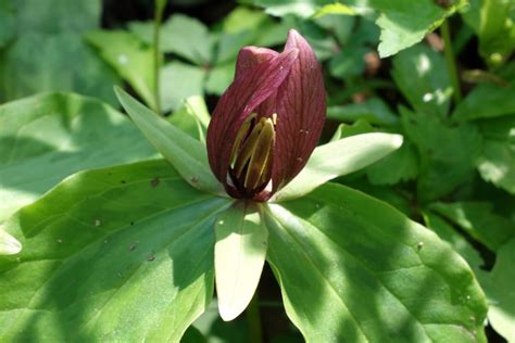 Trillium Sessile Wildflowers Of The National Capital Region