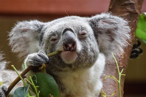 Which Australian States Host Koala Populations Worldatlas