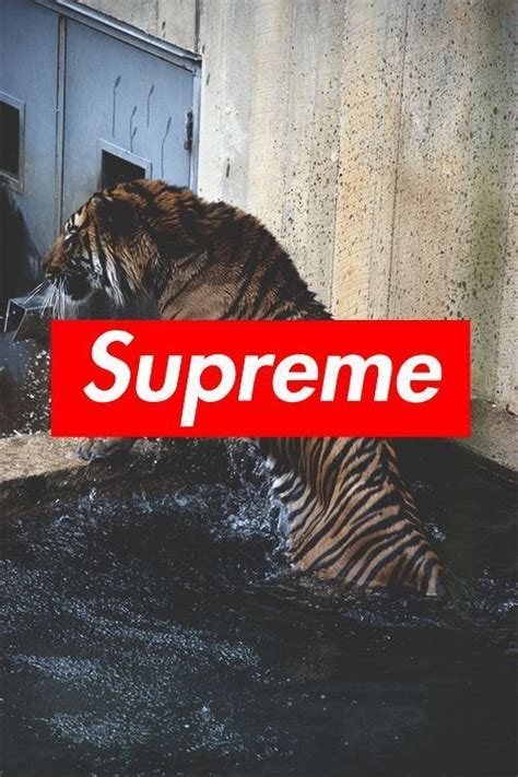 Licensed realtor since 1998 specializing in residential real estate in the greater los angeles area. #tapeta #wallpaper #supreme #iphone6 | Tapety, Tapeta, Tła