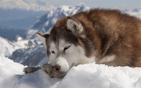 We did not find results for: Brown Siberian Husky wallpapers and images - wallpapers, pictures, photos