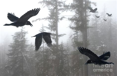 A Murder Of Crows 2 Photograph By Bob Christopher Fine Art America