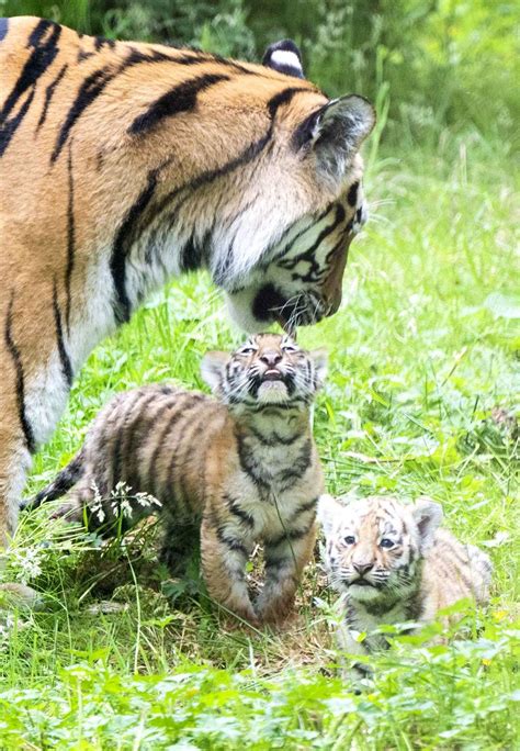 Endangered Amur Tiger Cubs Take First Steps Outside