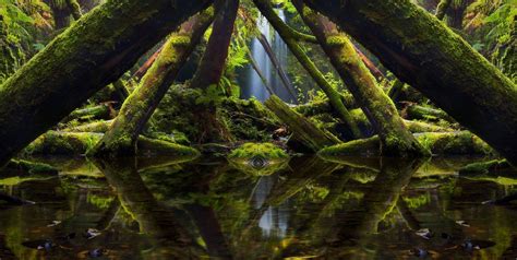 Landscape Nature Photography Mirrored Moss Trees Ferns Green