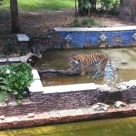 The Tiger Exhibit At The Animal Kingdom In Walt Disney World Animal