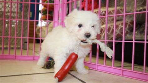 It's free to post an ad. Precious Bichon Frise Puppies For Sale, Georgia Local ...