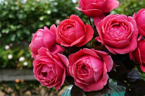 Treloar Roses 2019 New Releases Horticultural Media Association